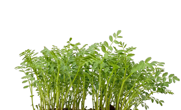 Chickpea microgreen